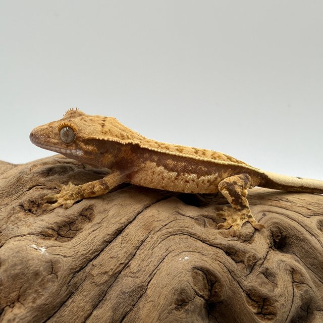 쿼드 트라이 노멀