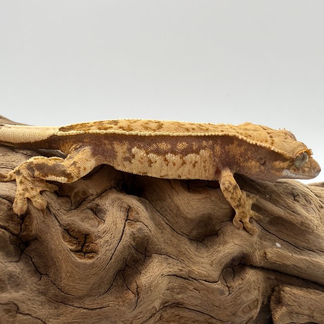 쿼드 트라이 노멀