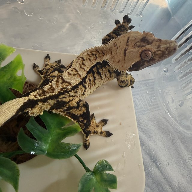 노멀 텐저린 트라이 익스트림할리퀸 쿼드