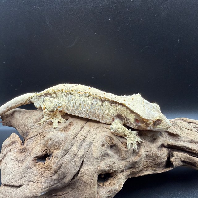 노멀 화이트 드리피 화이트스팟