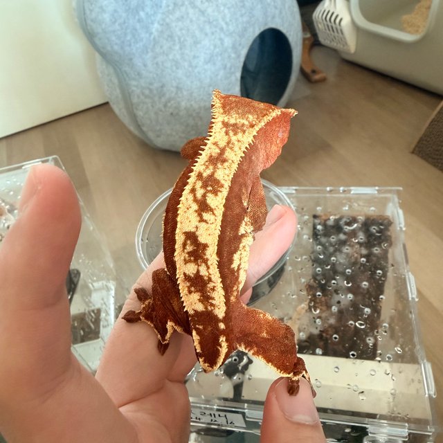 레드 핀스트라이프 쿼드