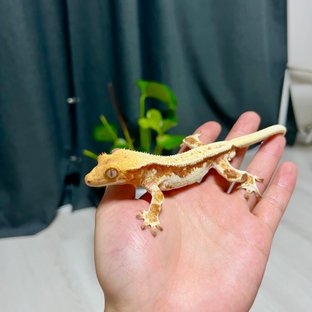 릴리화이트 레드