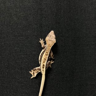 100%헷아잔틱 프라푸치노 릴리100%헷아잔틱 풀핀