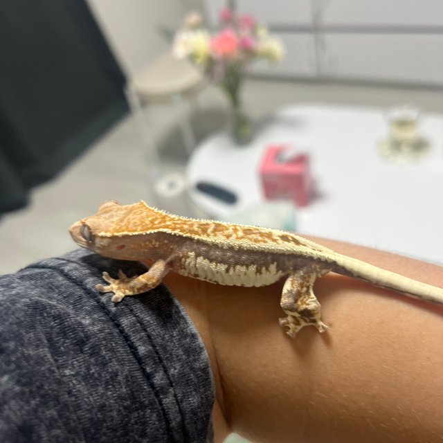 100%헷아잔틱 프라푸치노 릴리100%헷아잔틱 풀핀