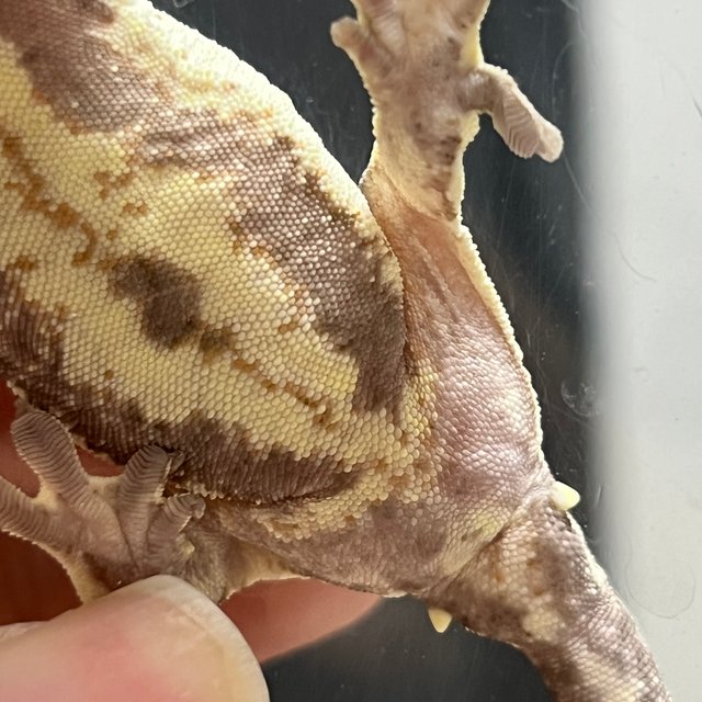 100%헷아잔틱 프라푸치노 릴리100%헷아잔틱 풀핀