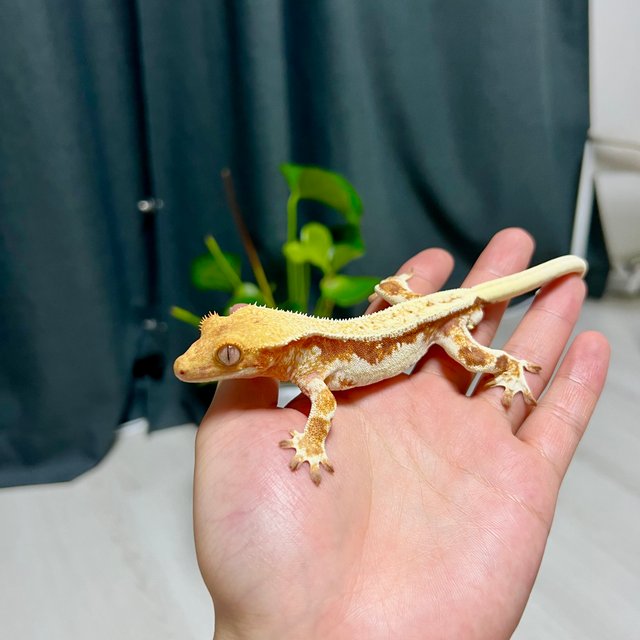 릴리화이트 레드