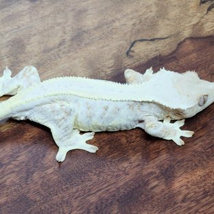 릴리화이트 드리피 풀핀 화이트핀 화이트 화이트크라운 (모)