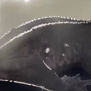 아잔틱 화이트핀 화이트포트홀 블랙 화이트 다크 (부)