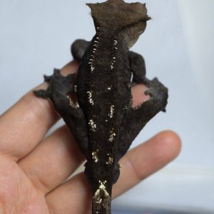 아잔틱 다크 블랙 화이트핀 (부)