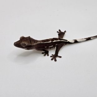 아잔틱 다크 블랙 화이트