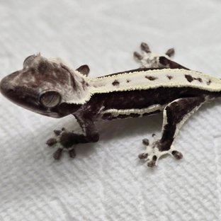 릴잔틱 화이트핀 화이트 블랙