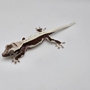 릴잔틱 다크 블랙 화이트