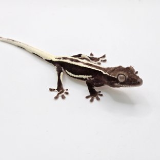 릴잔틱 풀핀 다크 블랙 화이트