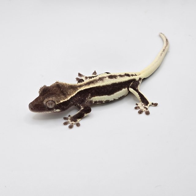 릴잔틱 다크 블랙 화이트