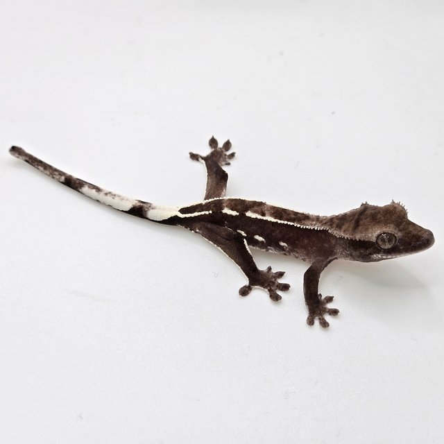 아잔틱 다크 블랙 화이트