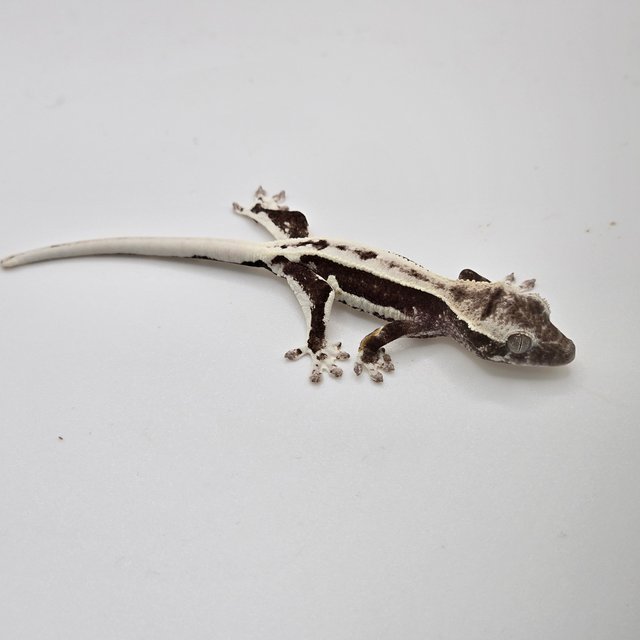 릴잔틱 다크 블랙 화이트