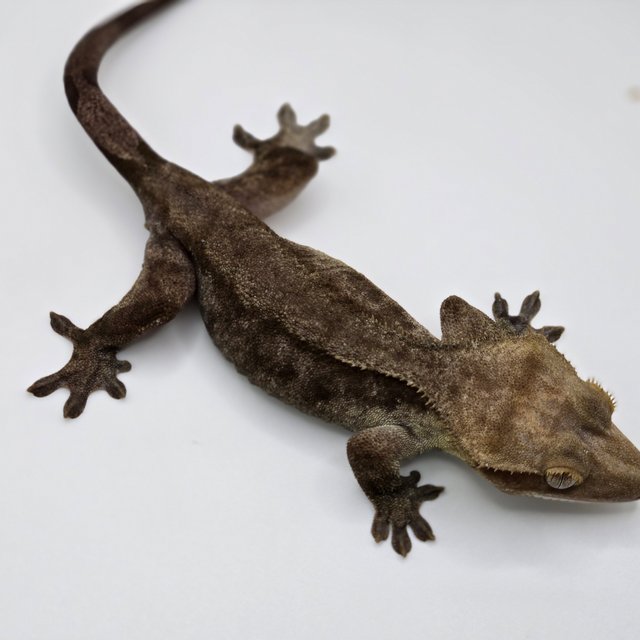 아잔틱 다크 블랙