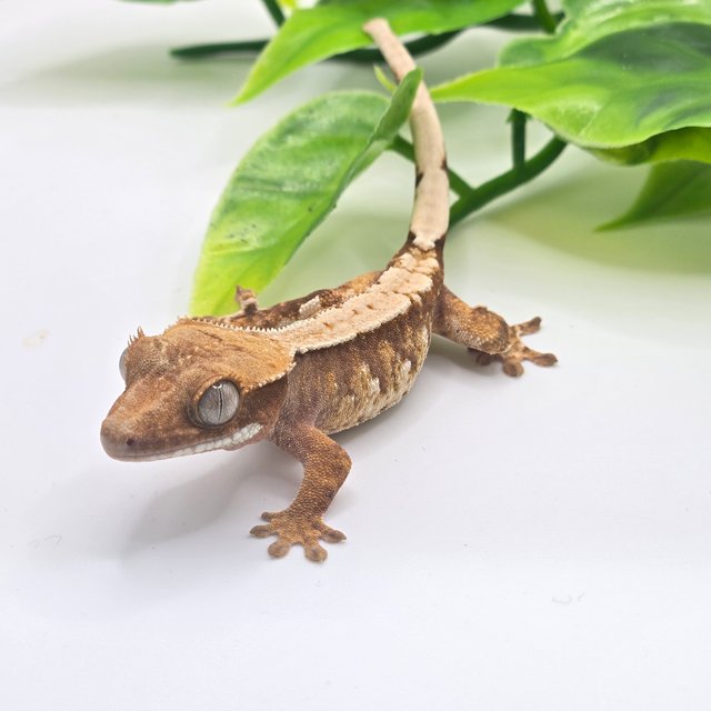 트라이 화이트핀 화이트 레드 텐저린