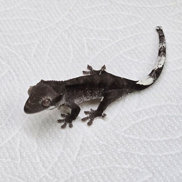 아잔틱