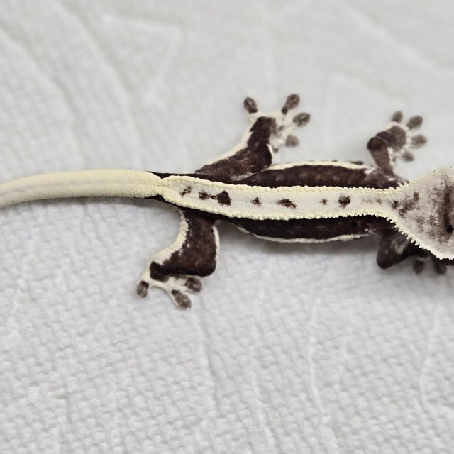 릴잔틱 화이트핀 화이트 블랙