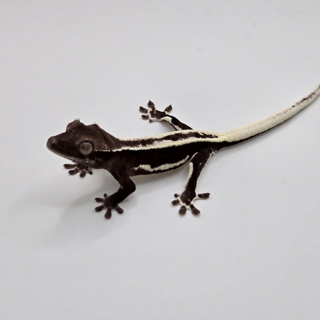 릴잔틱 풀핀 다크 블랙 화이트