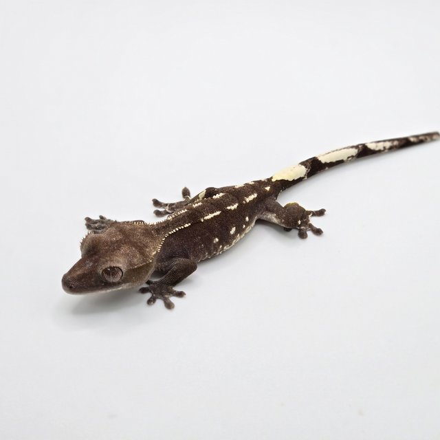 아잔틱 화이트포트홀 다크 블랙 화이트