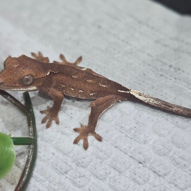 노멀 바이 레드 화이트크라운 화이트포트홀 화이트핀