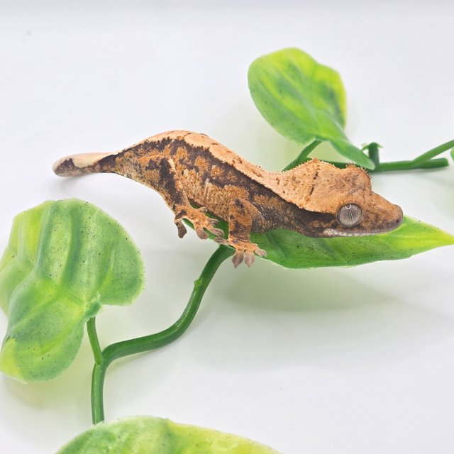 노멀 트라이 할리퀸 핀스트라이프 텐저린