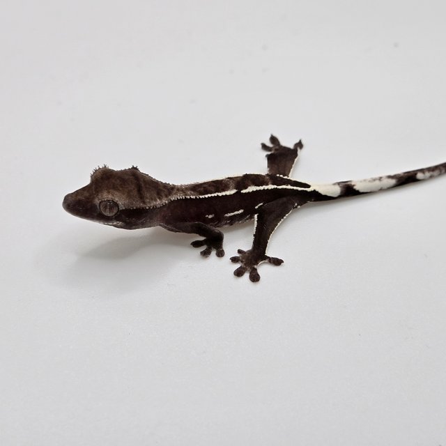 아잔틱 다크 블랙 화이트