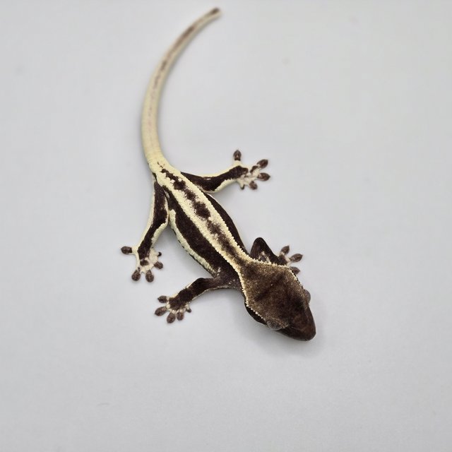 릴잔틱 다크 블랙 화이트