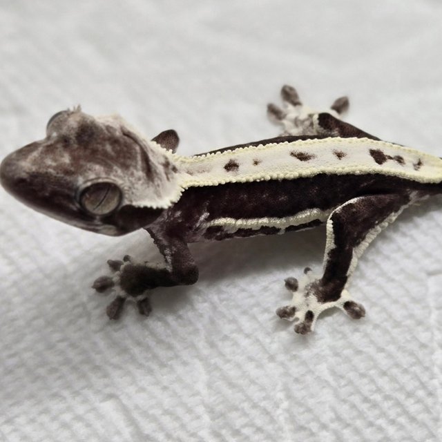 릴잔틱 화이트핀 화이트 블랙