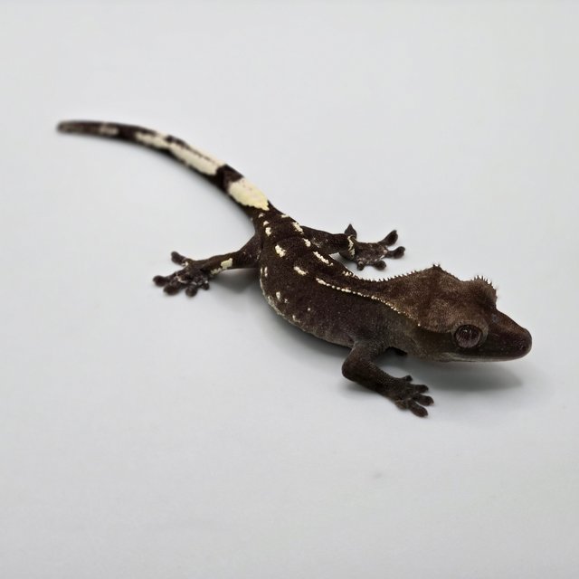 아잔틱 화이트포트홀 다크 블랙 화이트