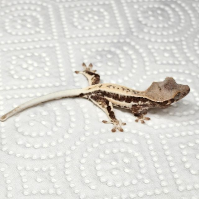 프라푸치노