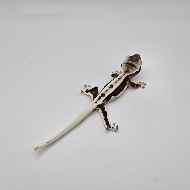 릴잔틱 다크 블랙 화이트