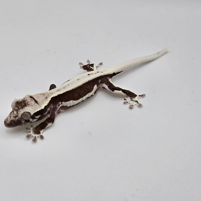 릴잔틱 다크 블랙 화이트