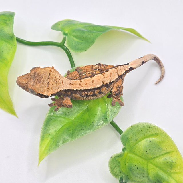 노멀 트라이 할리퀸 핀스트라이프 텐저린