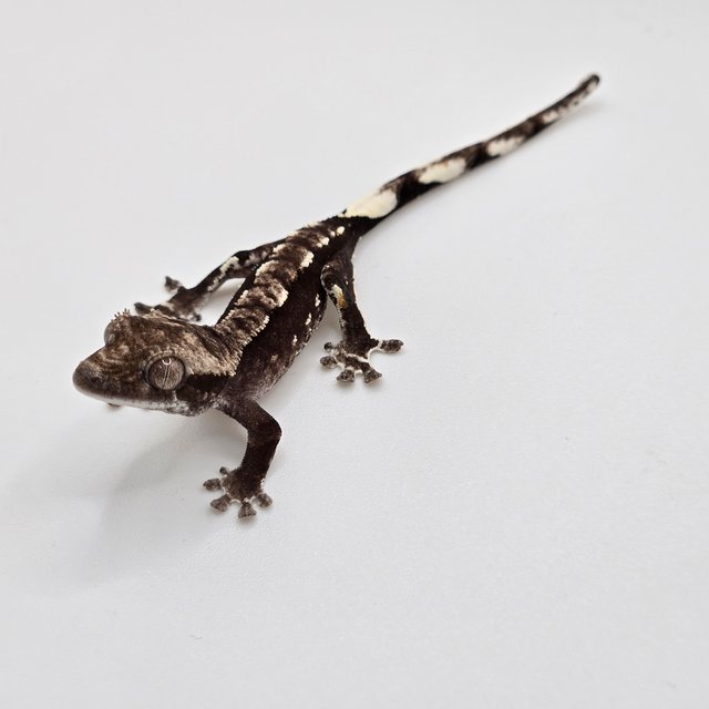 아잔틱 화이트포트홀 화이트핀 블랙 화이트