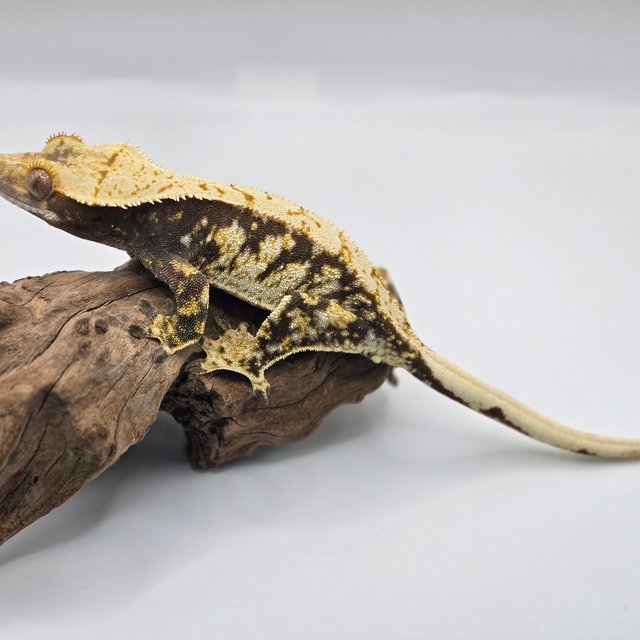 100%헷아잔틱 블랙 다크 화이트스팟