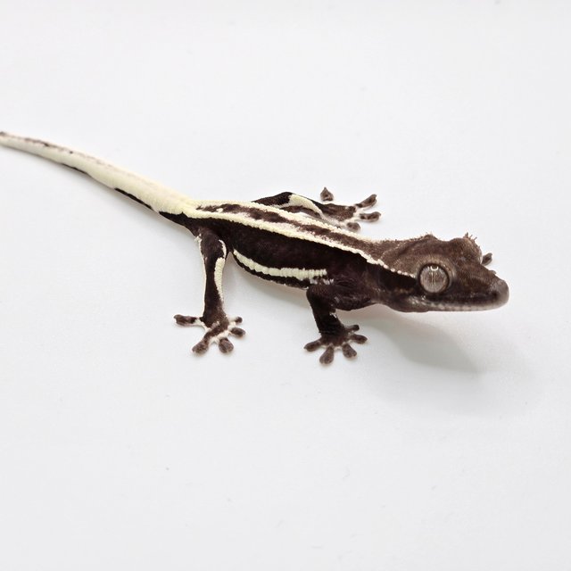 릴잔틱 풀핀 다크 블랙 화이트