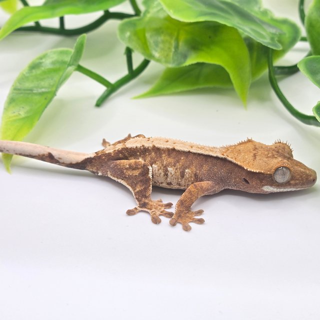 트라이 화이트핀 화이트 레드 텐저린