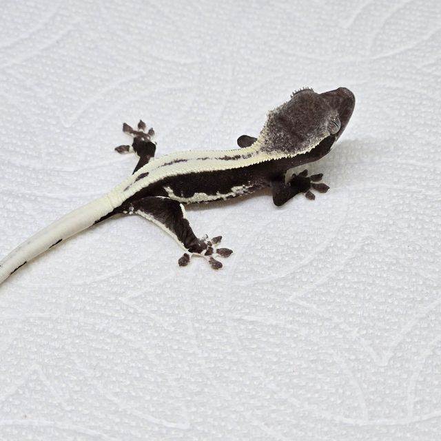 릴잔틱