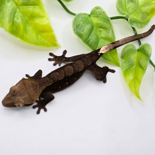 챠콜 블랙 알티