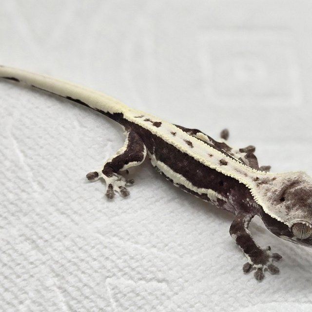 릴잔틱 화이트핀 화이트 블랙