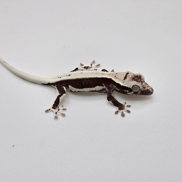 릴잔틱 다크 블랙 화이트