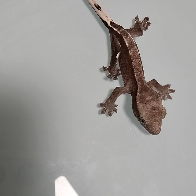 아잔틱