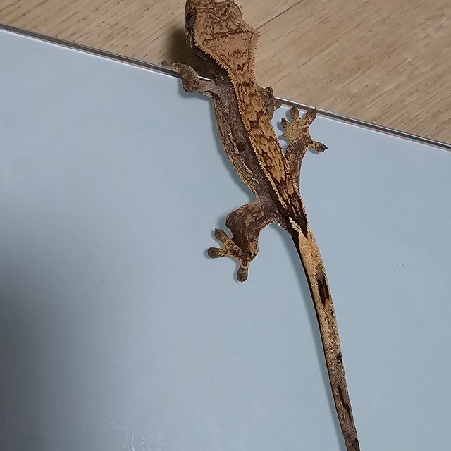 노멀