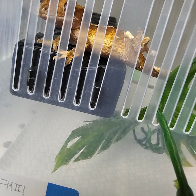 카푸치노