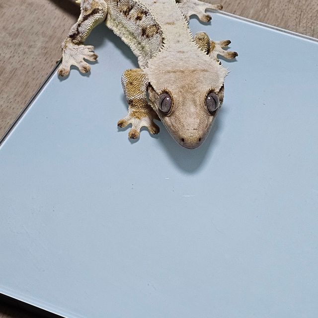 화이트핀 릴리화이트 화이트스팟