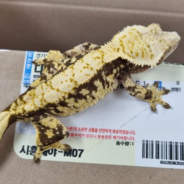 익스트림할리퀸