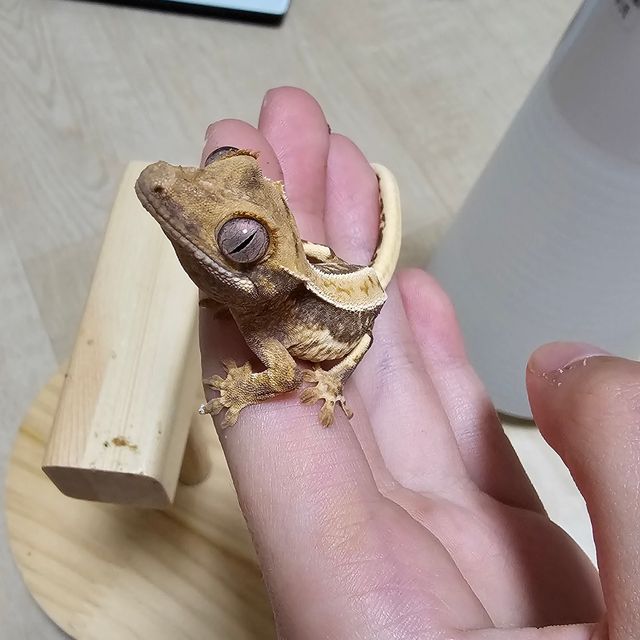 릴리화이트